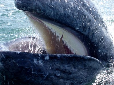 คนรัก ปลาวาฬ