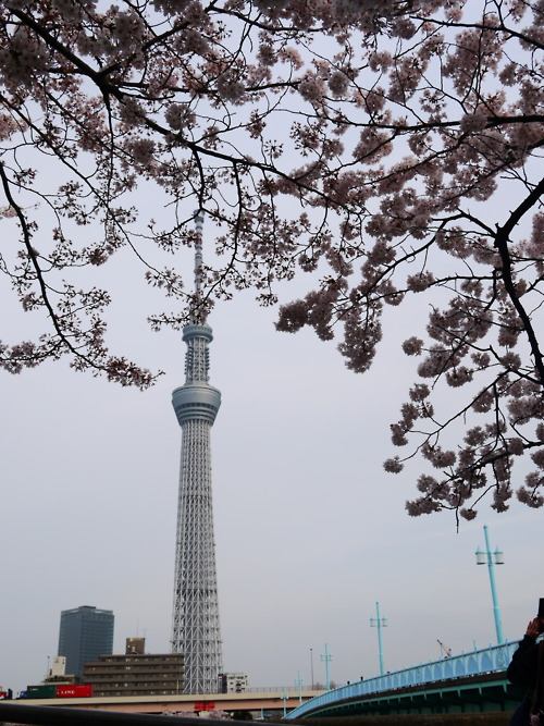 คนรัก Tokyo Sky tree