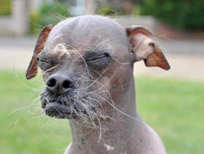 เผยโฉม มักลี สุนัขน่าเกลียดที่สุดในโลก 2012