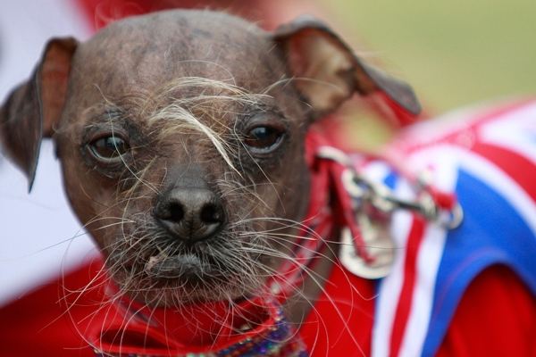 เผยโฉม มักลี สุนัขน่าเกลียดที่สุดในโลก 2012