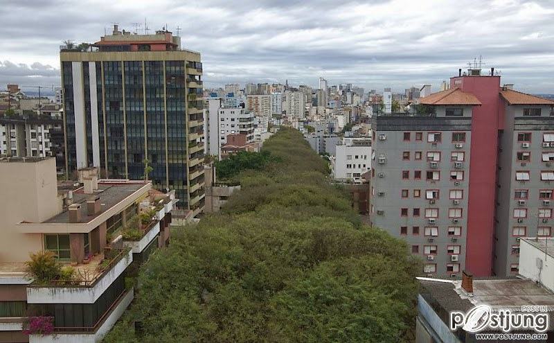 Brazil is Blanketed in Trees
