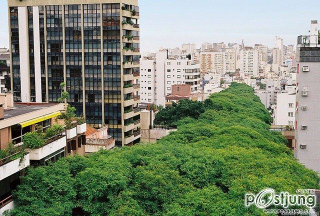 Brazil is Blanketed in Trees