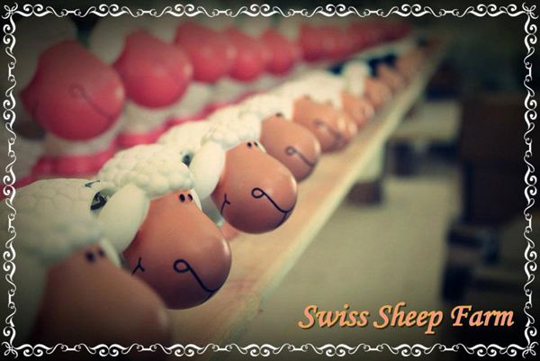 Swiss Sheep Farm ฟาร์มแกะสไตล์ยูโรคันทรี แห่ง ชะอำ