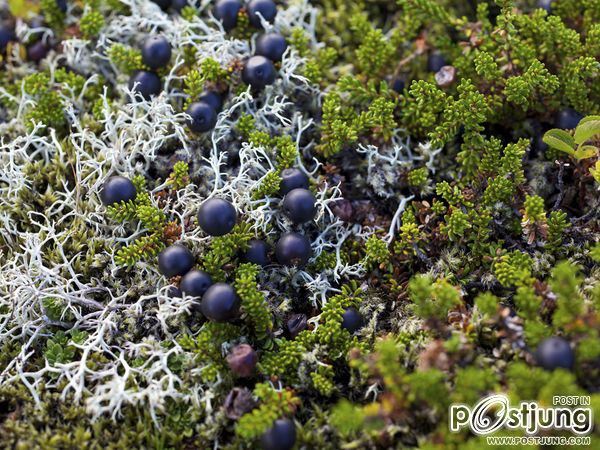Crowberries, ผลไม้กินได้จากป่าไม้ป่าดิบแคระเติบโตทั่วทั้งไอซ์แล