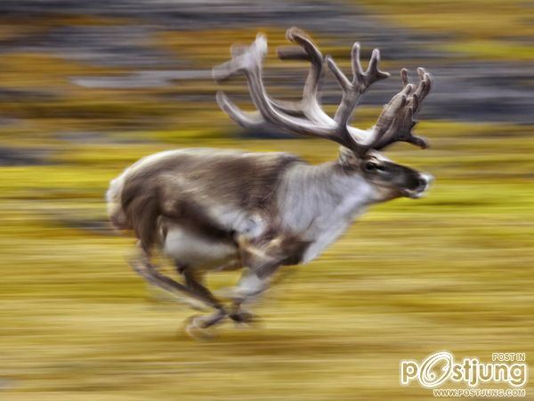 Reindeer