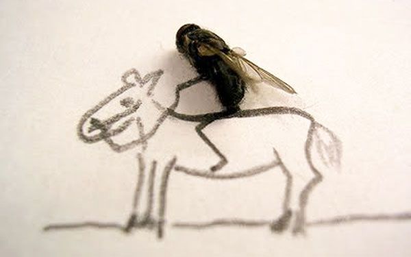 งานศิลปะ จาก แมลงวันตาย