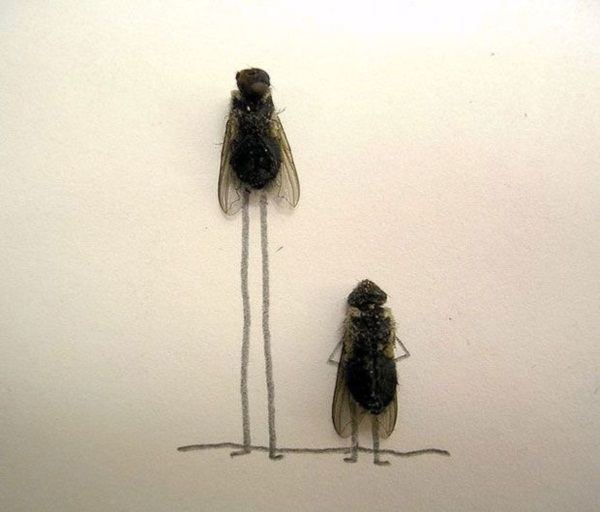งานศิลปะ จาก แมลงวันตาย