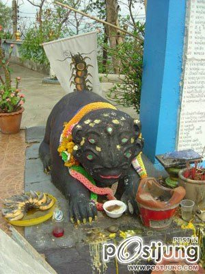 แมงสี่หูห้าตา