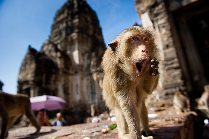monkey festival in lopburi เทศกาลโต๊ะจีนลิง ลพบุรี