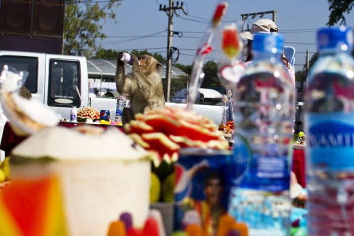 monkey festival in lopburi เทศกาลโต๊ะจีนลิง ลพบุรี