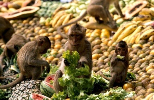 monkey festival in lopburi เทศกาลโต๊ะจีนลิง ลพบุรี