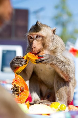 monkey festival in lopburi เทศกาลโต๊ะจีนลิง ลพบุรี