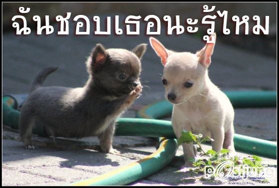 อยากมีรักโดยไม่ต้องเเอบรัก..