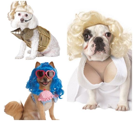 บรา เสริมตู้ม ให้น้องหมา...อกดูม ๆ แบบฮาฮา น่ารัก