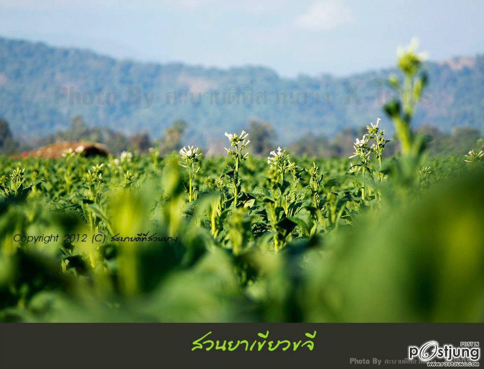 แม่น้ำโขง แม่น้ำแห่งชีวิตของชาวนครพนม