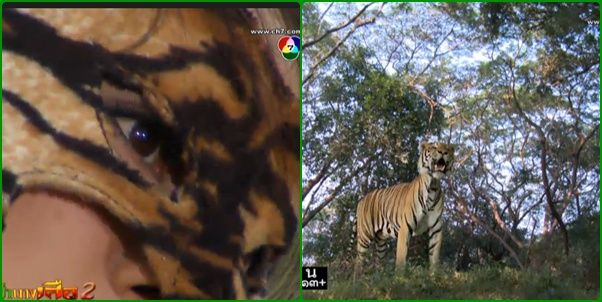 ยุ้ย จีรนันท์มาในหมาดนางเสือ สุดเท่เเละเซ็กซี่