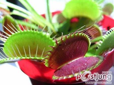 Dionaea/Venus Flytrap หรือ กาบหอยแครง