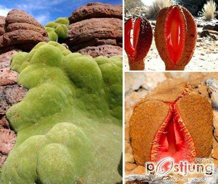 Hydnora africana