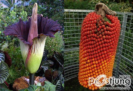 Titan Arum ดอกซากศพ หรือดอกบุกยักษ์