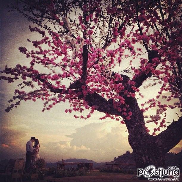 คุณสามี(กำมะลอ)ที่รัก : ARAYA