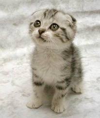 แวะมาชื่นชมความน่ารักของ Cat บ้างนะ