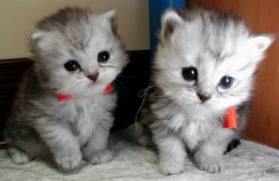 แวะมาชื่นชมความน่ารักของ Cat บ้างนะ