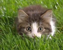 แวะมาชื่นชมความน่ารักของ Cat บ้างนะ