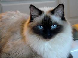 แวะมาชื่นชมความน่ารักของ Cat บ้างนะ