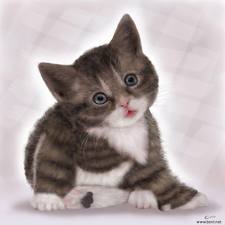 แวะมาชื่นชมความน่ารักของ Cat บ้างนะ
