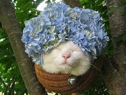 แวะมาชื่นชมความน่ารักของ Cat บ้างนะ