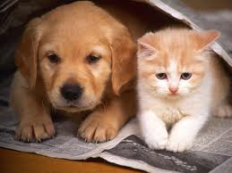 แวะมาชื่นชมความน่ารักของ Cat บ้างนะ