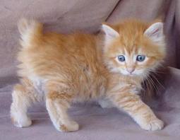 แวะมาชื่นชมความน่ารักของ Cat บ้างนะ