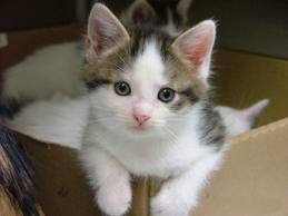 แวะมาชื่นชมความน่ารักของ Cat บ้างนะ