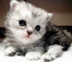 แวะมาชื่นชมความน่ารักของ Cat บ้างนะ