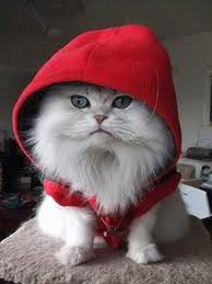 แวะมาชื่นชมความน่ารักของ Cat บ้างนะ