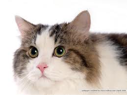 แวะมาชื่นชมความน่ารักของ Cat บ้างนะ