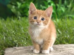 แวะมาชื่นชมความน่ารักของ Cat บ้างนะ