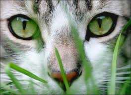 แวะมาชื่นชมความน่ารักของ Cat บ้างนะ