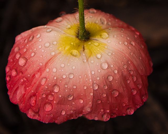 สีสันบนโลก 2