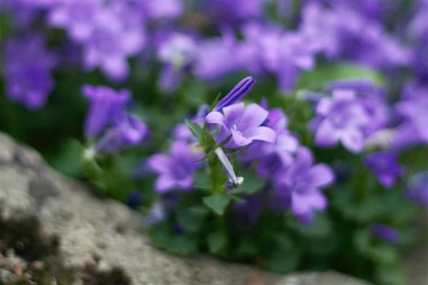 สีสันบนโลก 2