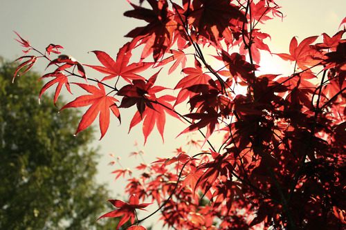 from ญี่ปุ่น