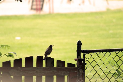 from ญี่ปุ่น