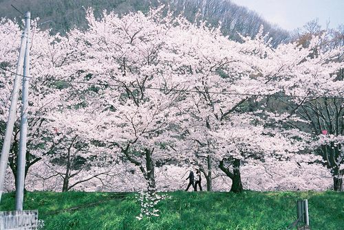 from ญี่ปุ่น