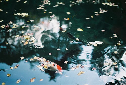 from ญี่ปุ่น