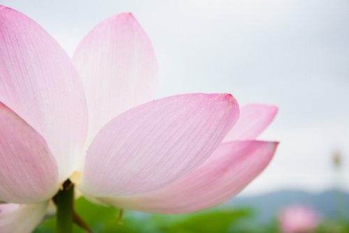 from ญี่ปุ่น