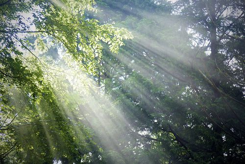 from ญี่ปุ่น