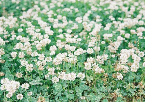 from ญี่ปุ่น 1