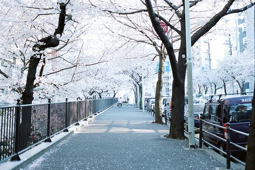 from ญี่ปุ่น 1