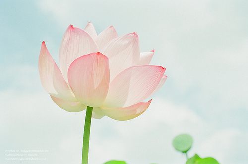 from ญี่ปุ่น 1