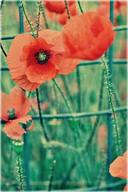 สีสันบนโลก 5